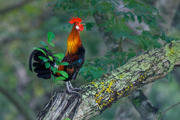 Red Junglefowl - Gallus gallus  tropical bird in the family Phasianidae. It is the primary...