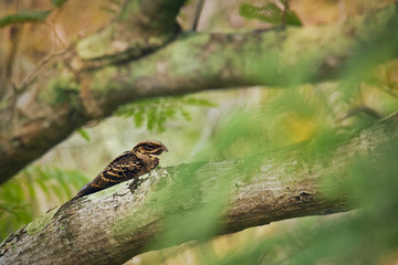 Large-tailed Nightjar - Caprimulgus macrurus nightjar in the family Caprimulgidae, found along the southern Himalayan foothills, eastern South Asia, Southeast Asia and northern Australia