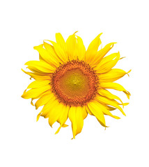 Naklejka premium Flower of sunflower isolated on white background.