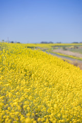 Obraz premium 春の菜の花