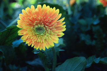 Obraz premium Close up of gerbera in the garden