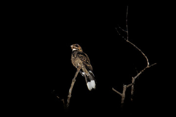 Large-tailed Nightjar - Caprimulgus macrurus nightjar in the family Caprimulgidae, found along the southern Himalayan foothills, eastern South Asia, Southeast Asia and northern Australia