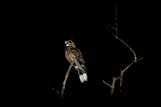 Large-tailed Nightjar - Caprimulgus macrurus nightjar in the family Caprimulgidae, found along the southern Himalayan foothills, eastern South Asia, Southeast Asia and northern Australia