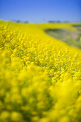 春の菜の花