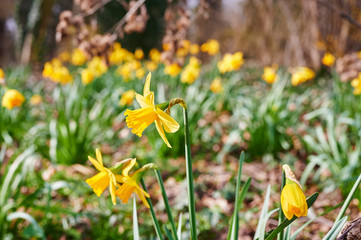 View of blooming daffodils, which are spread out in clusters in a garden.