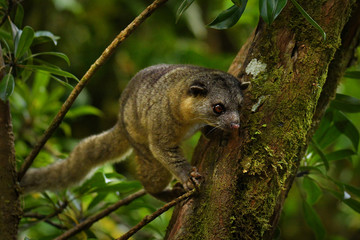 Bushy-tailed Olingo - Bassaricyon gabbii also known as the Northern olingo, is a tree-dwelling...