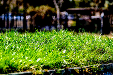 flowers in the garden