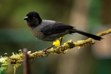 Yellow-thighed Finch - Pselliophorus tibialis is passerine bird which is endemic to the highlands of Costa Rica and western Panama. Black bird with yellow legs