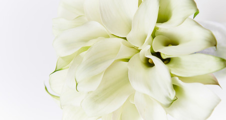 White calla lily flower