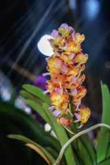 Beautiful orange orchids in the garden