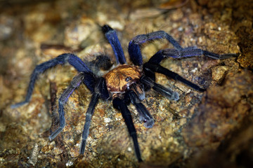 Costa Rican Suntiger Tarantula - Davus ruficeps is a species of spiders in the family Theraphosidae (tarantulas), formerly included in Cyclosternum, Black and blue big spider from Costa Rica