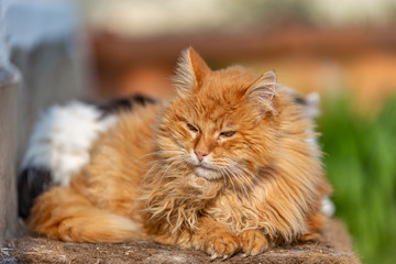 Chat sur le paillasson 