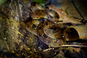 Northern Cat-eyed Snake - Leptodeira septentrionalis species of medium-sized, slightly venomous snake, found from southern Texas to northern Colombia, Ecuador, Costa Rica