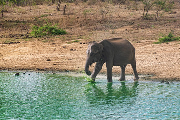 Fototapeta na wymiar Elephant bathing and drinking in Udewalawe national park