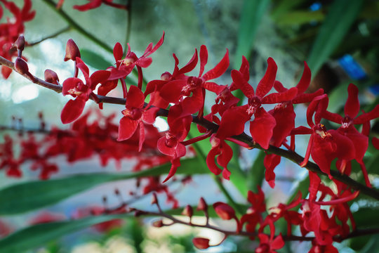 Beautiful red orchids in the garden