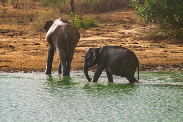 Mother elephant and calf leaving the watering hole