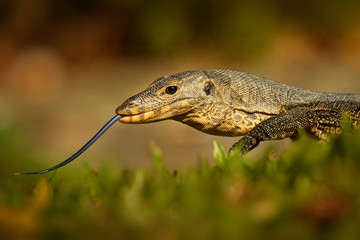 Asian water monitor - Varanus salvator also common water monitor, large varanid lizard native to South and Southeast Asia (kabaragoya, two-banded monitor, rice lizard, ring lizard, plain lizard