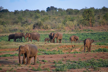 Elephant herd scattered across the plains