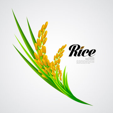 Wheat grain and rice logo inspiration Royalty Free Vector