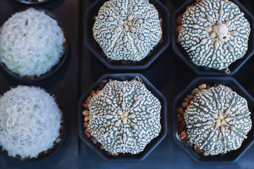 Small cactus in the garden