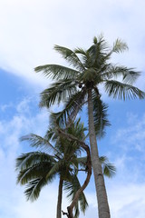 Fototapeta na wymiar Palme tropicale