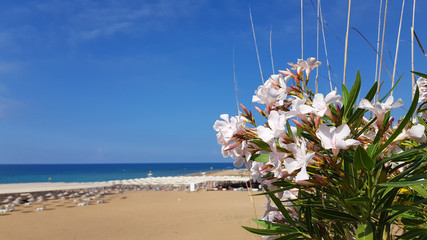 Tropical flowers on the beach. Beautiful white flowers of nerium oleander closeup on the seascape...