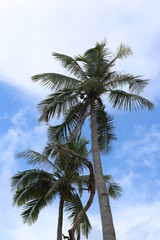 Palme tropicale