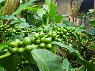 green coffee beans growing in the garden