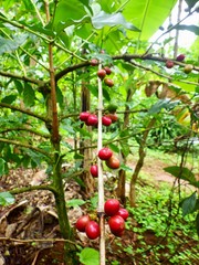 Coffee cherries on tree