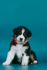 Australian shepherd puppy posing in the studio. Beautiful young aussie baby in blue background.