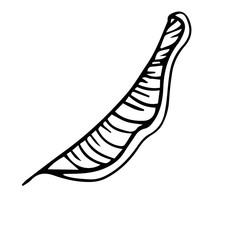 Single hand drawn exotic tropical leaf banana. In doodle style, black outline isolated on a white background. Cute element for cards, posters, social media banners, stickers. Vector illustration.