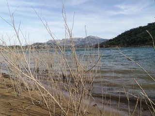 Végétation en bord de lac