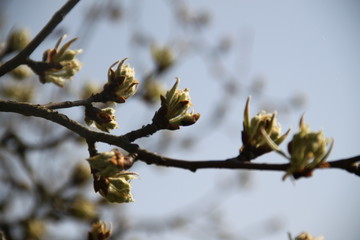 Early spring pear tree buds orchard