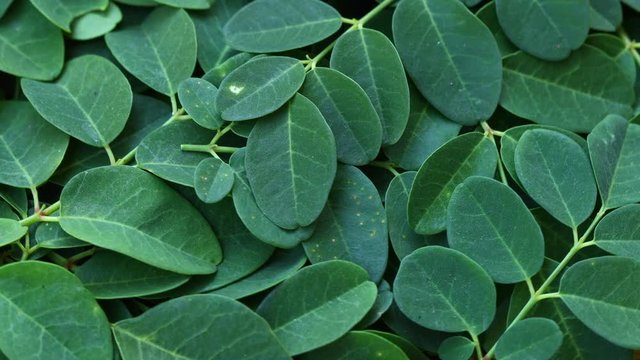 My Movie Close-up of Moringa leaves