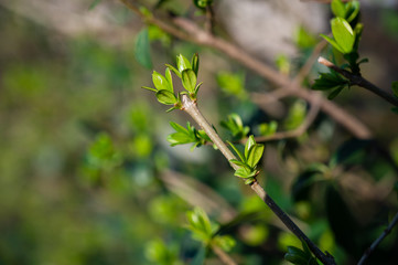 Grüne Pflanze im Frühling