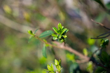 Gr&uuml;ne Pflanze im Fr&uuml;hling