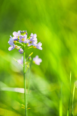 Wiesenschaumkraut auf einer Wiese im Frühling