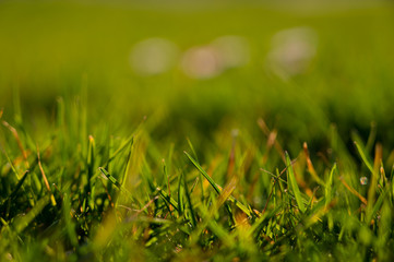 Grünes Gras mit Schärfefeld und schönem Bokeh