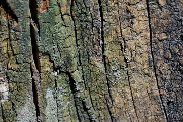 tree bark texture