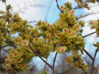 arbusto de hojas color rosa y verde en invierno, lerida, españa, europa 