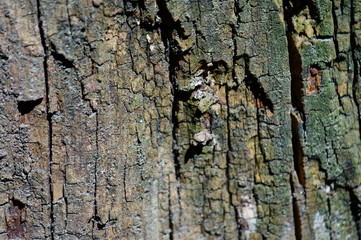bark of a tree