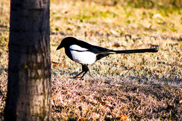 bird on the fence