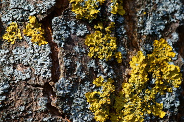 bark of a tree