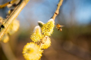 bee on first spring flower  while collecting pollen
