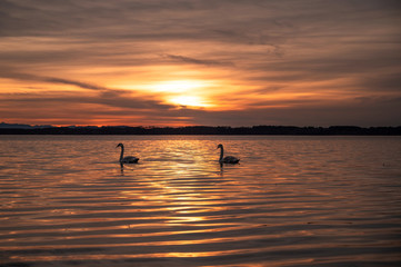 Fototapeta premium Zwei Schwäne im Sonnenuntergang