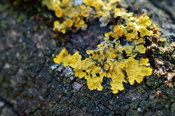 lichen on a tree