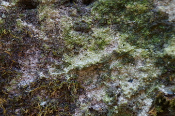 lichen on rock