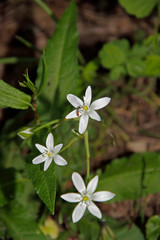 weiße Blüten mit Wespenbiene