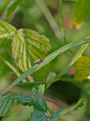Grashüpfer