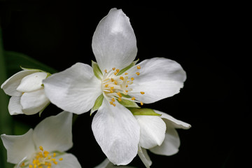 Fototapeta na wymiar weiße Blüte